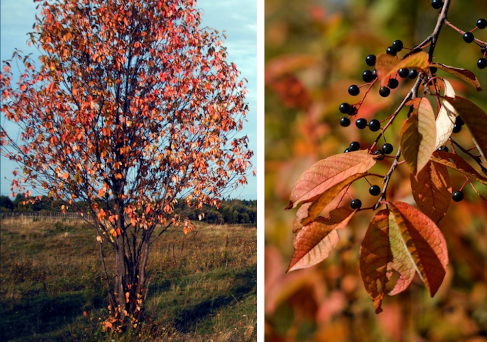 Черемуха осенью, листья и ягоды черемухи осенью