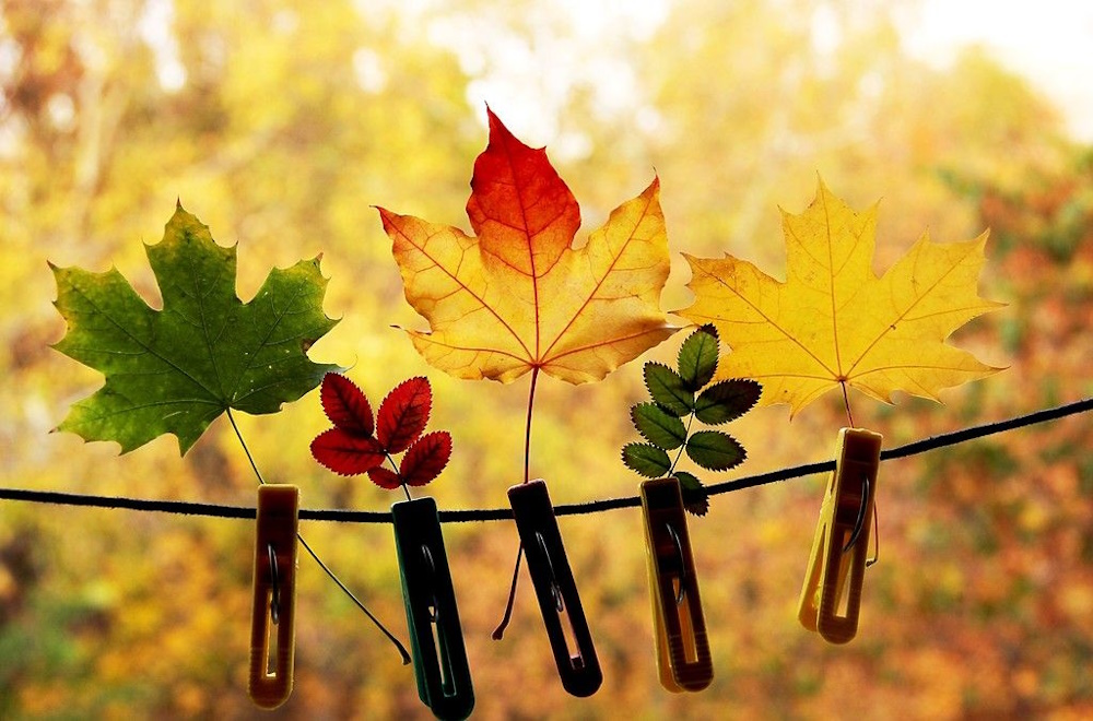 Почему листья осенью меняют свой цвет