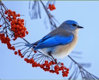 синяя птичка сидит на ветке рябины